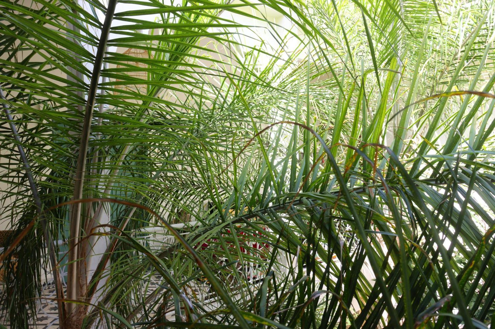 Riad Naanaa Bed & Breakfast Marrakesh Eksteriør billede
